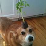 image for I have no idea how to please you fickle people, so here's a corgi with a plant on his head.