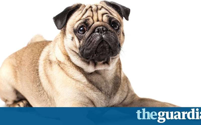image for Think twice about buying 'squashed-faced' breeds, vets urge dog-lovers