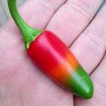 image for The colours on this chilli I grew in my garden.