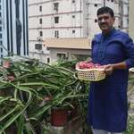 image for Dragon fruits on my rooftop garden