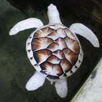 image for Albino Sea Turtle is 🔥🔥