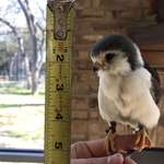 image for The Pygmy Falcon is the smallest raptor in Africa - adults are less than 8” long.