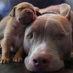image for Peaceful Pitbull Pup Propped on Parent