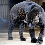 image for This beautiful black jaguar is fucking 🔥
