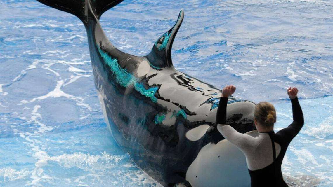 image for Florida bill would ban orca shows and breeding | Miami Herald