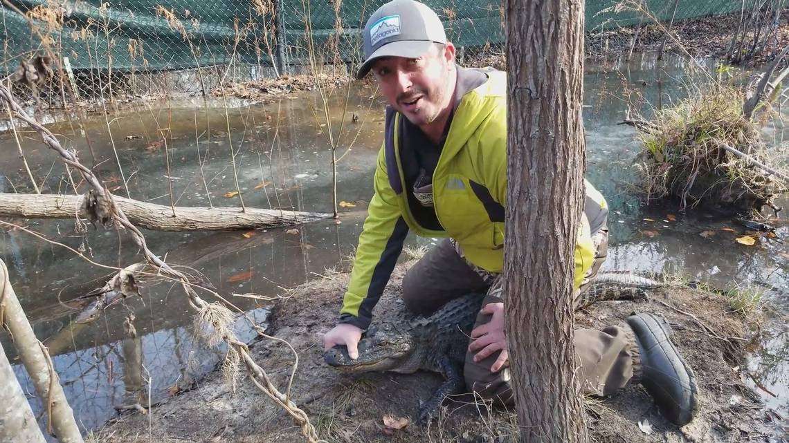 image for NC’s famously frozen alligators have thawed out and are irritable | Charlotte Observer