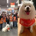 image for My dog ran away and wandered into the local Home Depot... this is what I arrived to when I picked her up