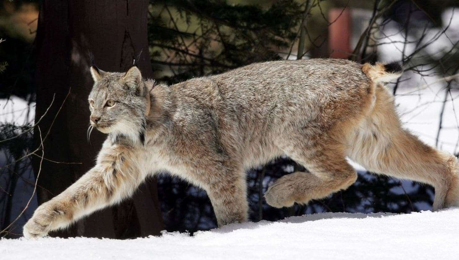 image for Trump administration is taking steps to remove a threatened lynx from the endangered-species list