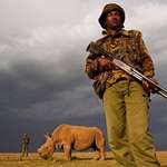 image for Last Remaining Northern White Rhino Male Being Guarded, Sudan