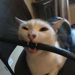 image for This is my cat Lorbus eating a metal chair.