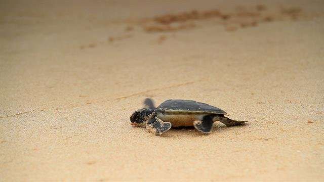 image for 99% of These Sea Turtles Are Turning FemaleâHereâs Why