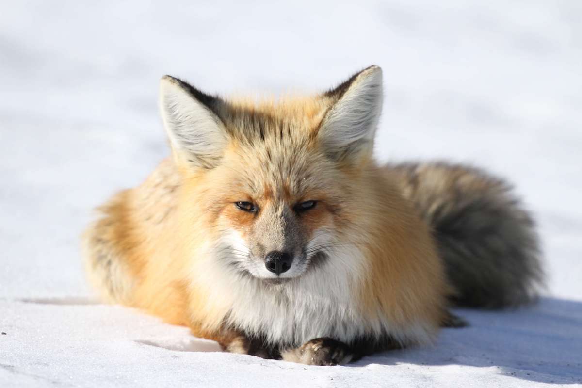 image for Norway Announces Total Ban on Fur Farming