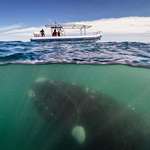 image for Whale under boat