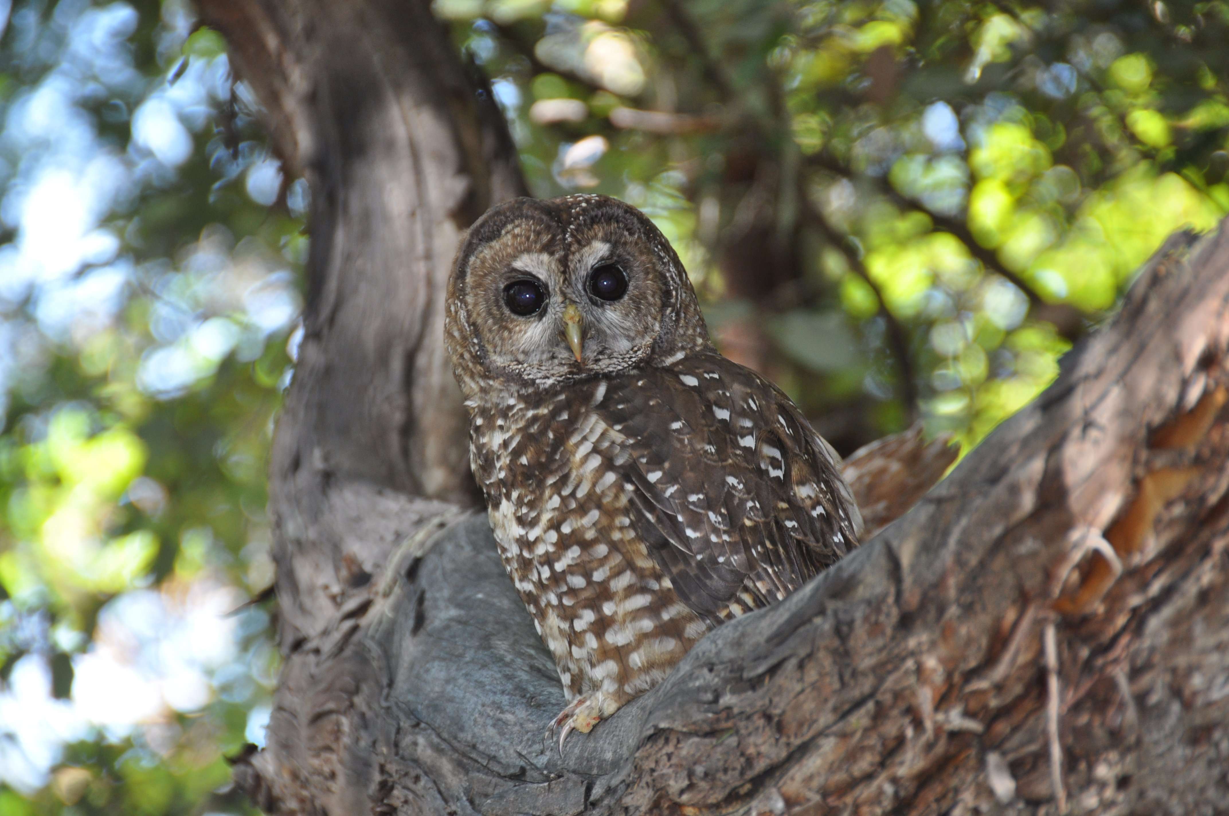 image for Marijuana Farms Expose Spotted Owls to Rat Poison in Northwest California