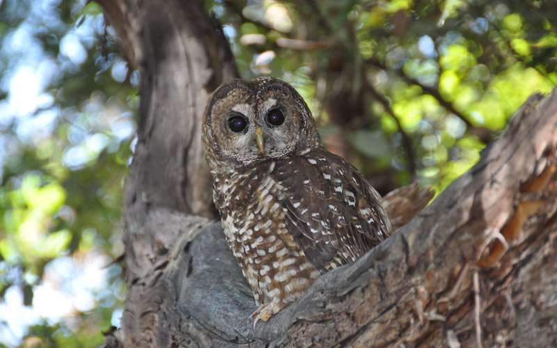 image for Marijuana Farms Expose Spotted Owls to Rat Poison in Northwest California