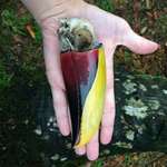 image for A toucan's beak retains its bright colors even after death