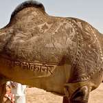 image for Camel haircut