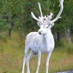 image for Rare white Swedish raindeer 🔥