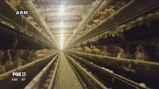 image for Polk Co. egg farm accused of animal abuse after undercover video released