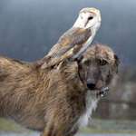 image for Superb Owl Riding his Superb Steed