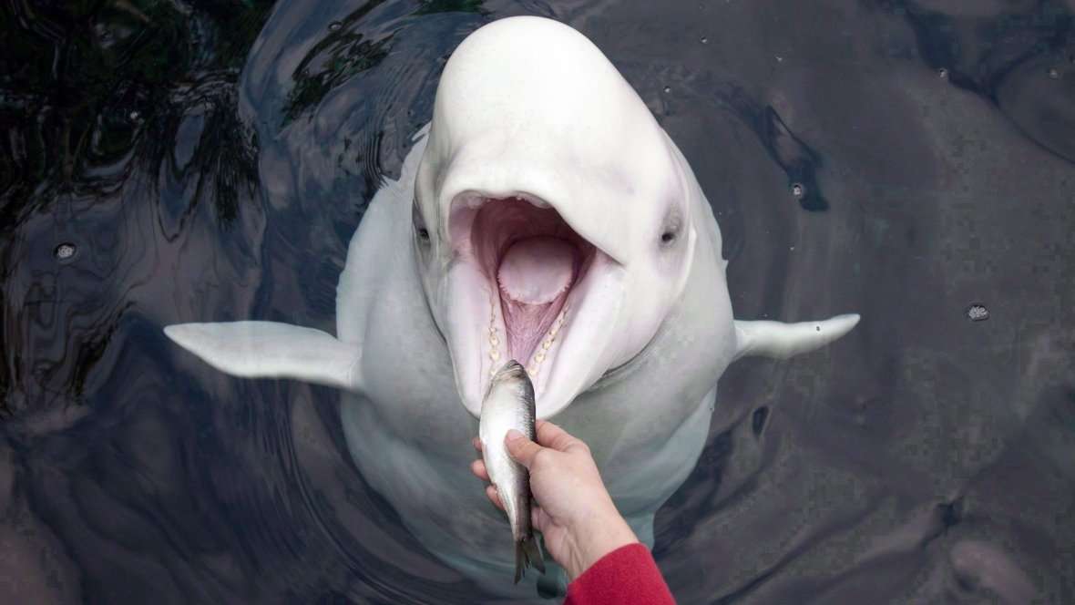 image for Vancouver Aquarium will no longer keep whales, dolphins in captivity
