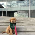 image for Seeing Eye Puppy in Training, Dandy, has successfully completed her first week of College!