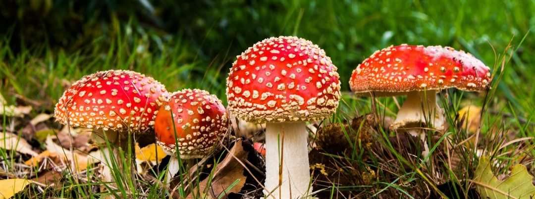 image for New Study Suggests Magic Mushrooms Are Key to Treating Depression