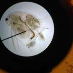 image for My friend looked at his microscope the exact second this water flea was having 6 babies
