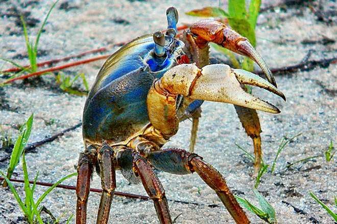 image for Crab vs Lobster - Difference and Comparison