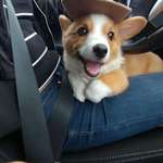 image for My corgi is ready to herd