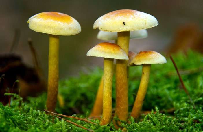 image for Psychedelic mushrooms reduce authoritarianism and boost nature relatedness, experimental study suggests