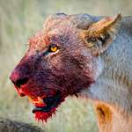 image for 🔥This Blood Soaked Lioness Is Fucking Straight 🔥