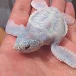 image for Albino Leatherback Sea Turtle is 🔥