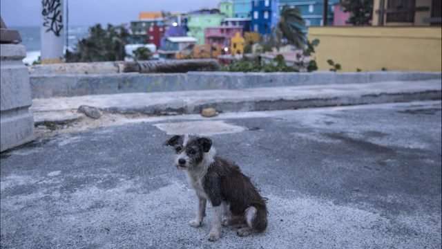 image for Southwest fills plane with pets, flies abandoned animals from hurricane-ravaged Puerto Rico