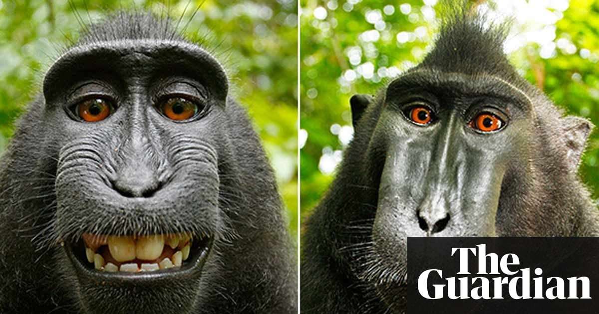 image for Monkey selfie photographer says he's broke: 'I'm thinking of dog walking'