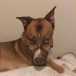 image for PsBattle: Dog wearing glasses