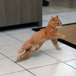 image for PsBattle: Kitten on a tile floor
