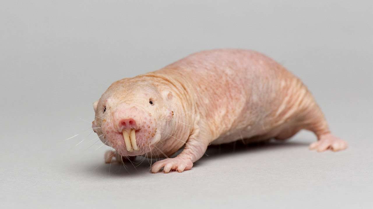 image for Naked mole rats defy the biological law of aging