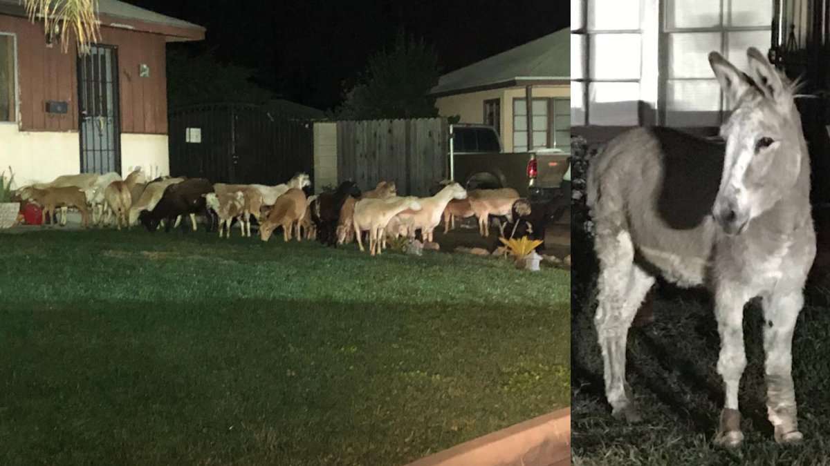 image for Donkey leads escaped herd of goats and sheep through California neighborhood