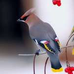 image for The way the colors blend in this Bohemian Waxwing bird