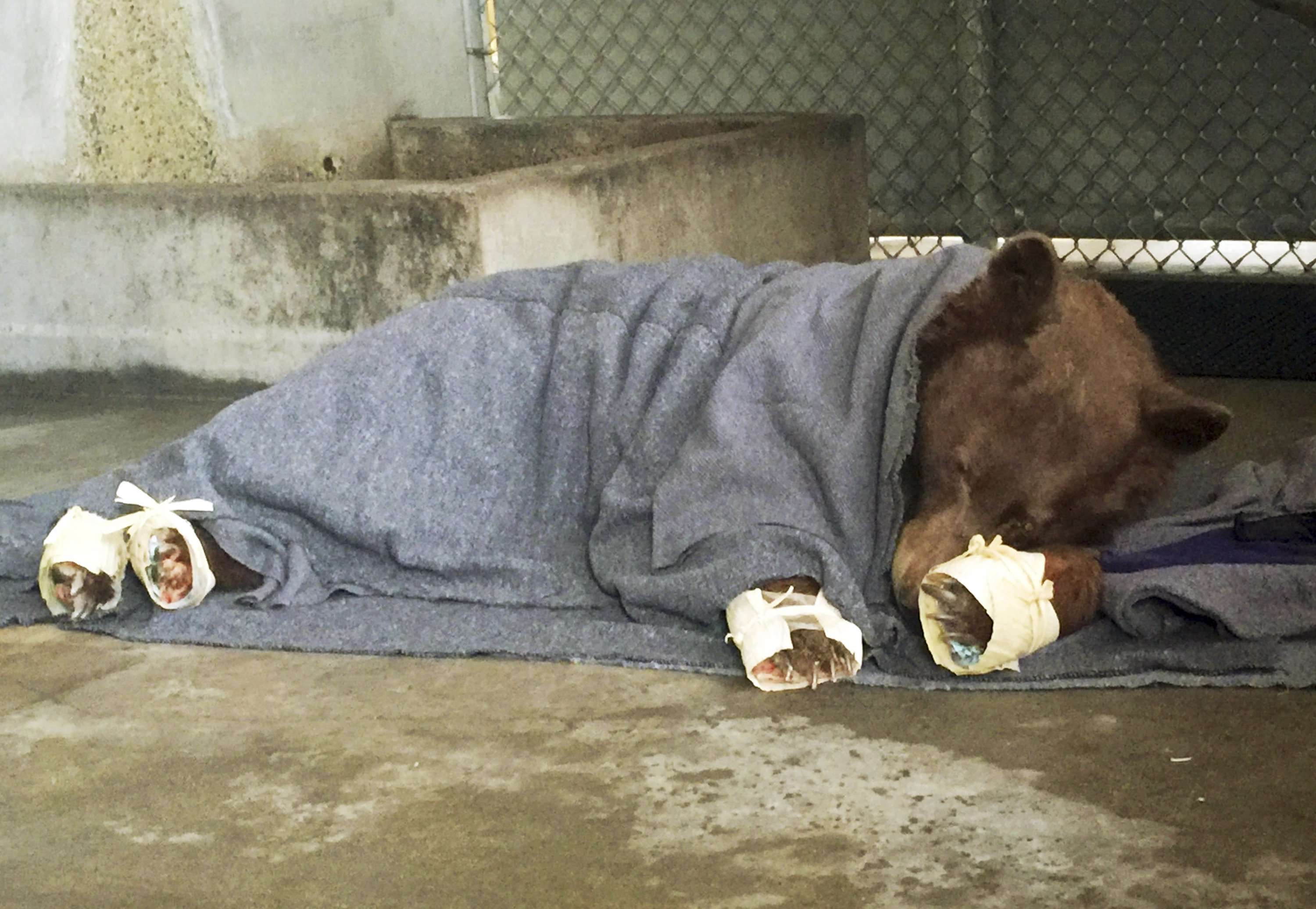 image for Bears Get Special Treatment for Wildfire-Burned Paws: Photos