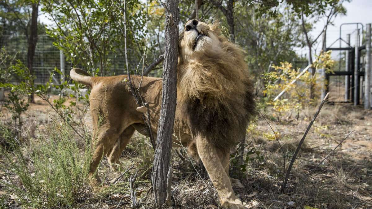 image for Big game hunter shot dead while hunting lions in South Africa