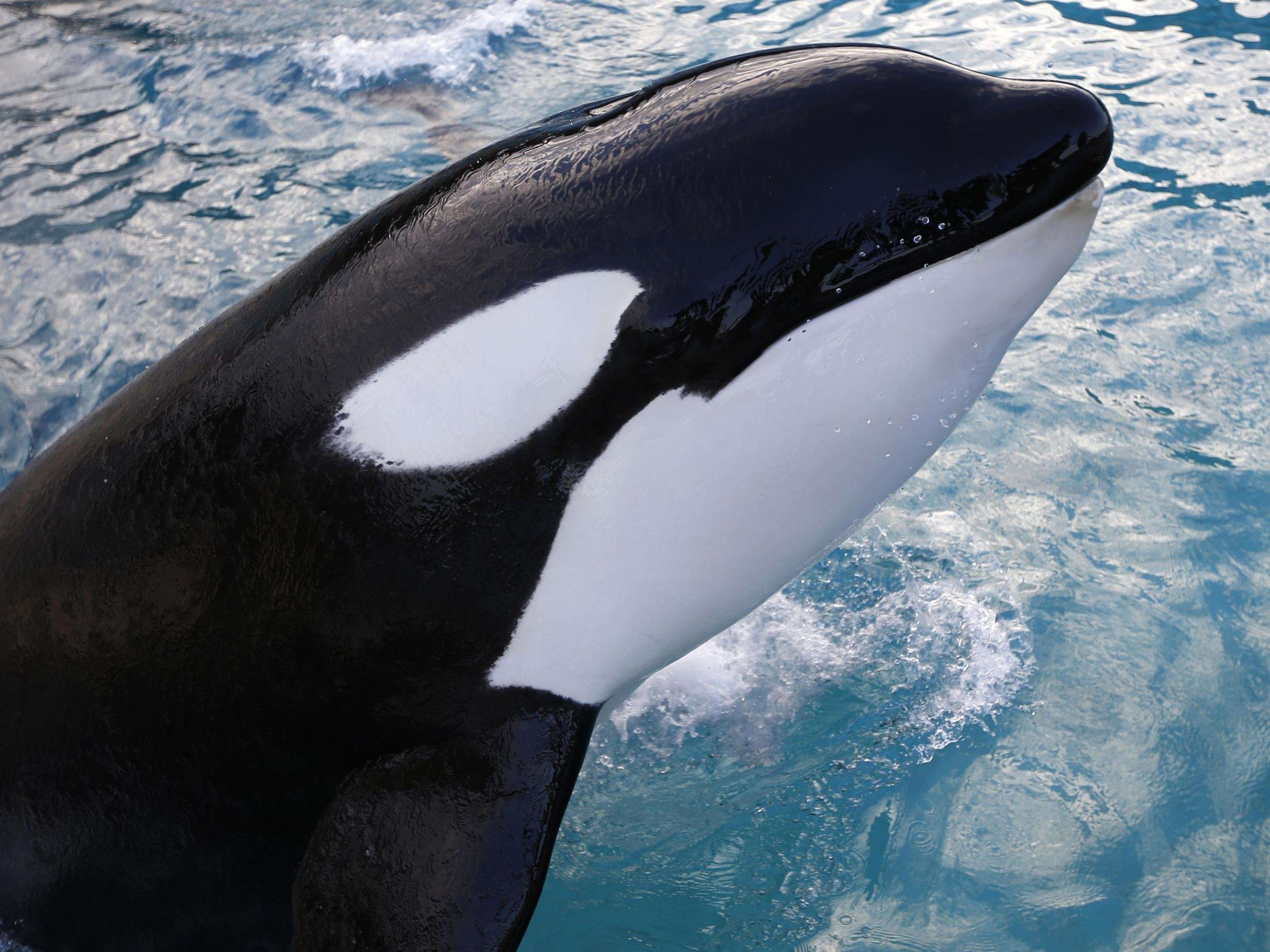 image for Killer whale learns to imitate human speech in world first