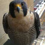 image for Our office building has a Peregrine Falcon who recently took a liking to me and my office window.