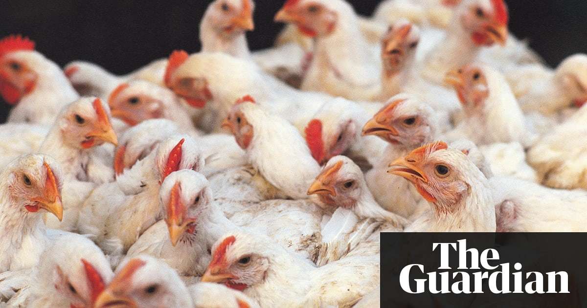 image for India's farmed chickens dosed with world's strongest antibiotics, study finds