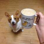image for All i need is coffee and corgis...