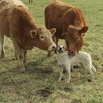 image for PsBattle: Dog enjoying a “cow lick.”