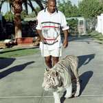 image for Mike Tyson walking his tiger, 90's