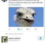 image for Speeding Ostrich