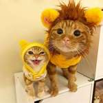 image for PsBattle: Two cats in costume